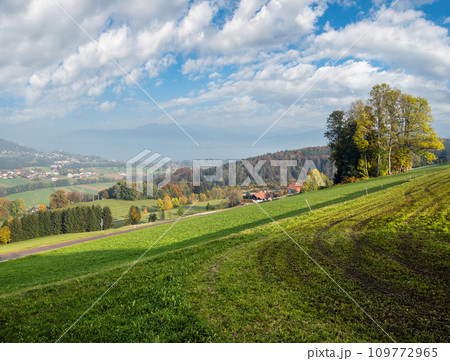 Autumn countryside view with green winter crops on fields, groves end forest 109772965