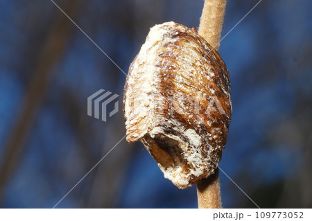 ハラビロカマキリの卵 ハラビロカマキリの卵 109773052