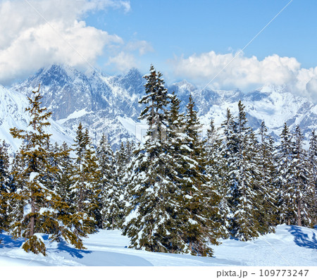 Winter mountain fir forest landscape 109773247