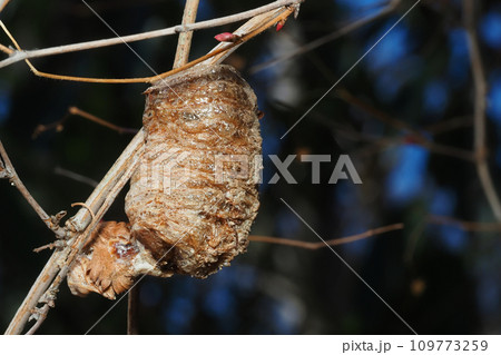 オオカマキリの卵 オオカマキリの卵 109773259