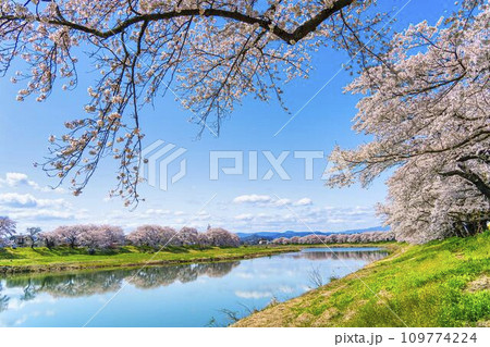 青空と白石川堤一目千本桜 満開のソメイヨシノ 宮城県大河原町 青空と白石川堤一目千本桜 満開のソメイヨシノ 宮城県大河原町 109774224