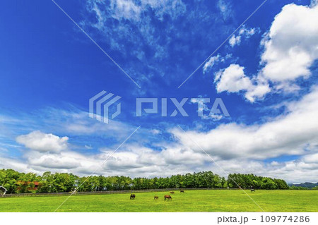 青空と競走馬の牧場 北海道追分町 青空と競走馬の牧場 北海道追分町 109774286