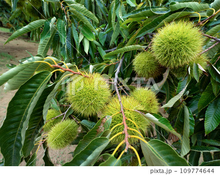 栗畑の青い栗 109774644