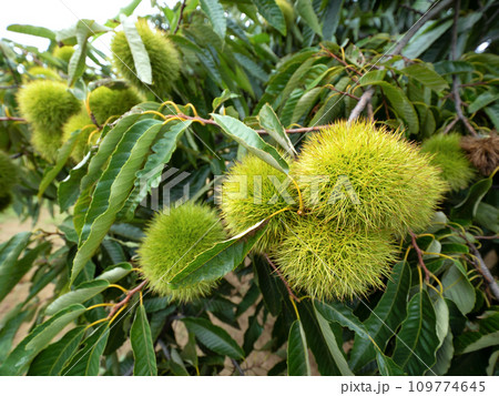 栗畑の青い栗 栗畑の青い栗 109774645