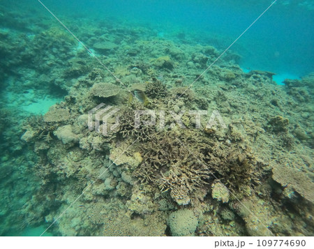 水中環境 環境保全 死滅したサンゴ 水中環境 環境保全 死滅したサンゴ 109774690
