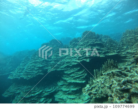 海の中の様子 パラオハマサンゴの群落 海の中の様子 パラオハマサンゴの群落 109774699