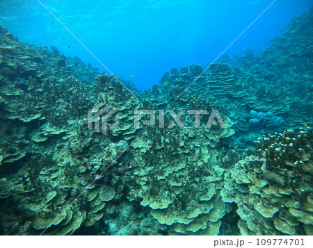 沖縄の水中世界 サンゴ群落 沖縄の水中世界 サンゴ群落 109774701