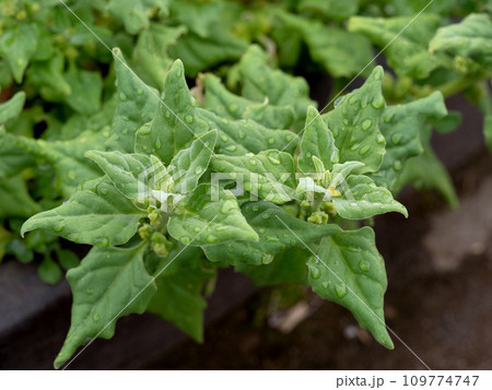 ツルナ 薬用植物 ツルナ 薬用植物 109774747