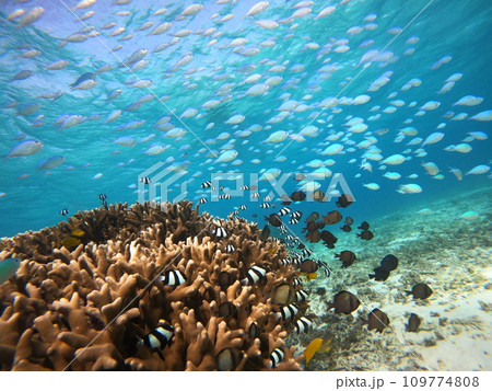 沖縄石垣島の海の中 サンゴと熱帯魚 沖縄石垣島の海の中 サンゴと熱帯魚 109774808