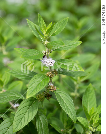 ハッカ　薬用植物 109774868