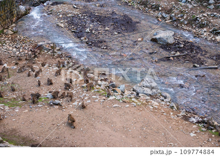 【地獄谷野猿公苑】サルの群れ【下高井郡山ノ内町】 109774884