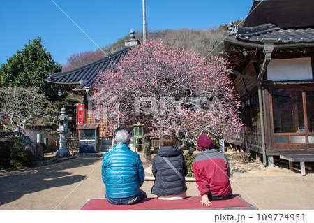 岡山県の梅の名所　矢掛町観照寺の臥龍梅を鑑賞する人 109774951