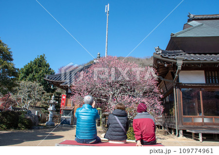 岡山県の梅の名所 矢掛町観照寺の臥龍梅を鑑賞する人 岡山県の梅の名所 矢掛町観照寺の臥龍梅を鑑賞する人 109774961