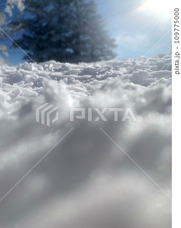 杉の木下の雪に落ちた雪 109775000
