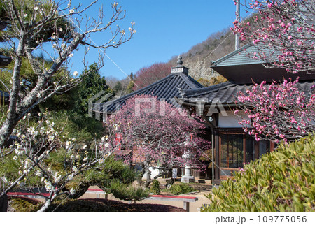 岡山県の梅の名所 矢掛町観照寺の臥龍梅 岡山県の梅の名所 矢掛町観照寺の臥龍梅 109775056