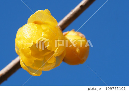 ロウバイの花 ロウバイの花 109775101