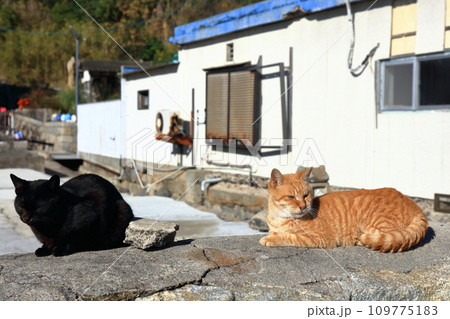 【香川県】猫の島(佐柳島)に暮している沢山のネコ達 【香川県】猫の島(佐柳島)に暮している沢山のネコ達 109775183
