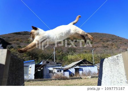 【香川県】猫の島(佐柳島)に暮している沢山のネコ達 【香川県】猫の島(佐柳島)に暮している沢山のネコ達 109775187