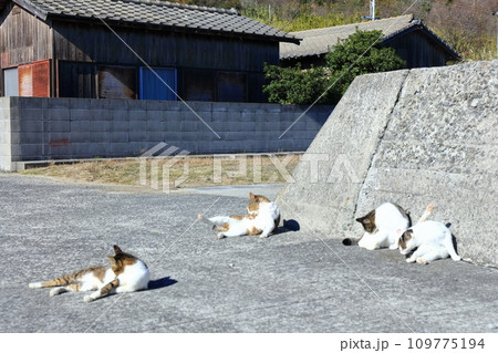【香川県】猫の島(佐柳島)に暮している沢山のネコ達 【香川県】猫の島(佐柳島)に暮している沢山のネコ達 109775194