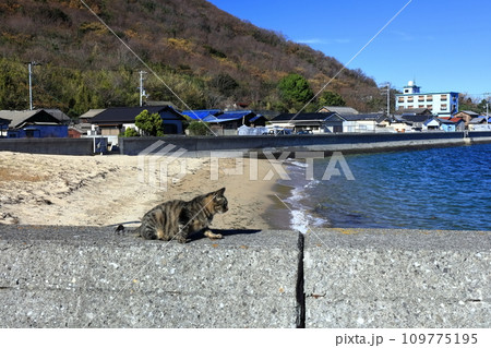 【香川県】猫の島（佐柳島）に暮している沢山のネコ達 109775195