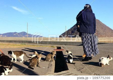 【香川県】猫の島(佐柳島)に暮している沢山のネコ達 【香川県】猫の島(佐柳島)に暮している沢山のネコ達 109775200