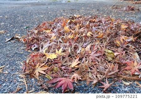 冬の庭先の枯葉の吹き溜まり 冬の庭先の枯葉の吹き溜まり 109775221