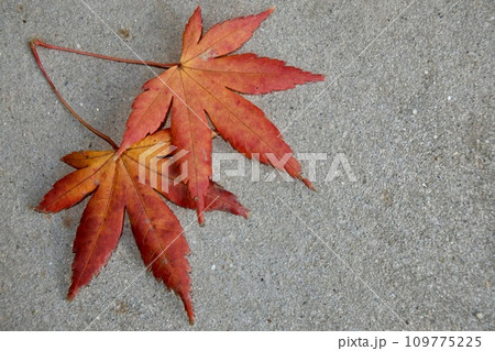 冬の庭先の枯紅葉 109775225