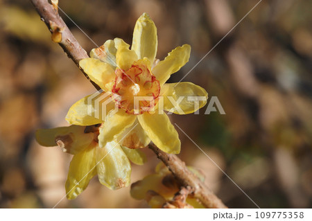 ロウバイの花 ロウバイの花 109775358