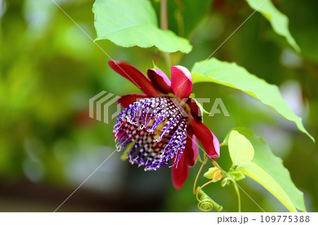 トケイソウの花 アラタ トケイソウの花 アラタ 109775388