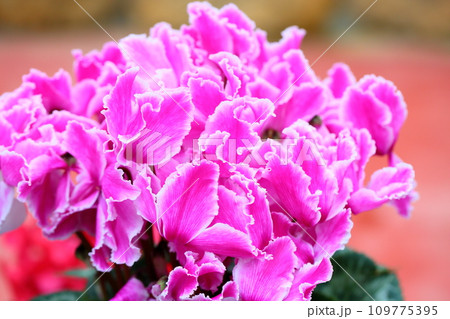 可愛いシクラメンの花 可愛いシクラメンの花 109775395