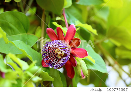 トケイソウの花　アラタ 109775397