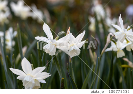 White Narcissus triandrus Thalia Flowers. Pure White Daffodil Flowers Blooming in the Spring.  109775553