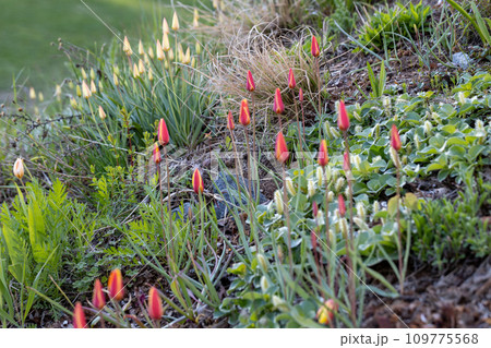Alpine belvedere spring.Group of red tulips in the garden. Spring landscape. 109775568