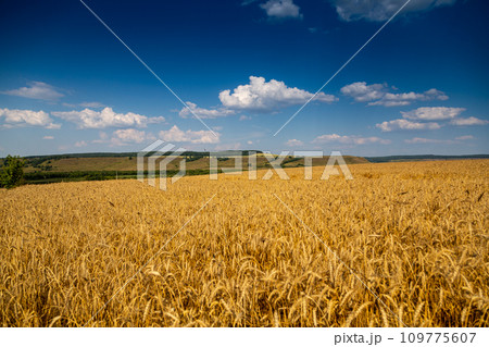 golden field with spikelets of ripe wheat golden field with spikelets of ripe wheat 109775607