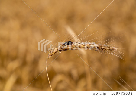 Rye with ergot fungus in the field 109775632