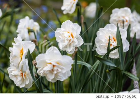 White and orange Double Replete daffodils (Narcissus) bloom in a garden 109775660