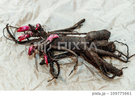 Planting peony bartzella roots into the ground 109775661