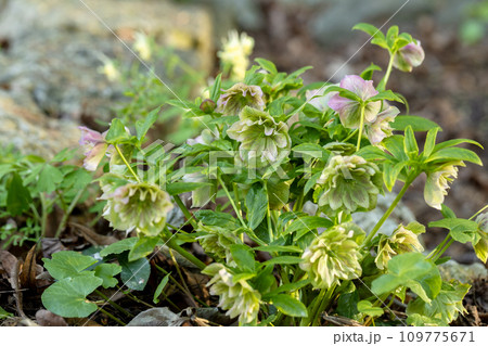 Double green pink Helleborus hybrid in flower  109775671