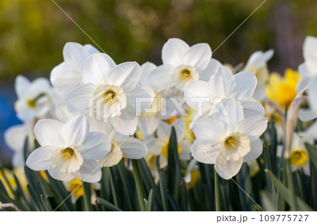 Close-up of white narcissus flowers (Narcissus poeticus) in spring garden Close-up of white narcissus flowers (Narcissus poeticus) in spring garden 109775727