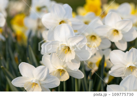 Close-up of white narcissus flowers (Narcissus poeticus) in spring garden 109775730