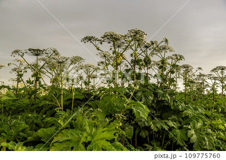 Sosnowsky's hogweed Heracleum sosnowskyi dangerous invasive plant Sosnowsky's hogweed Heracleum sosnowskyi dangerous invasive plant 109775760