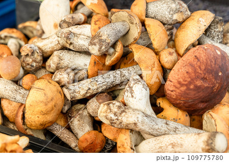 Freshly picked boletus mushrooms on a farmer's counter Freshly picked boletus mushrooms on a farmer's counter 109775780