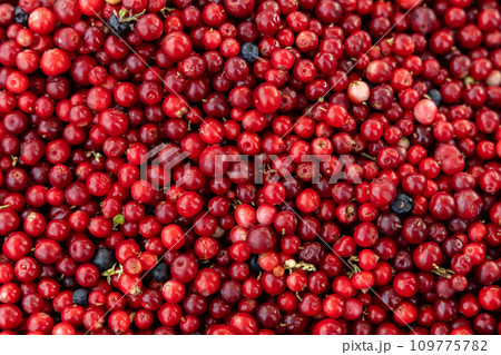 Abstract background from fresh cowberry. Close up. Abstract background from fresh cowberry. Close up. 109775782