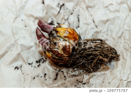 lily bulb with a new sprout lily bulb with a new sprout 109775787