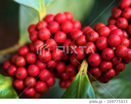 11月に色付いた赤いタラヨウ(多羅葉)の実 11月に色付いた赤いタラヨウ(多羅葉)の実 109775815