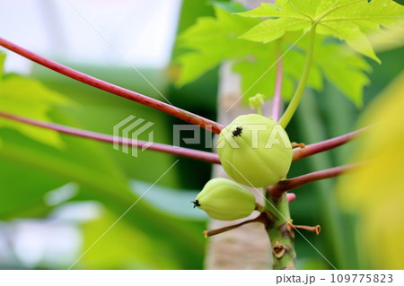 パパイアの実 109775823