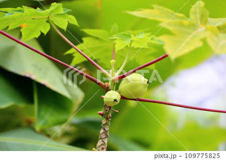 パパイアの実 109775825