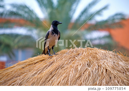 Raven bird sitting on top of straw umbrella on beach against bright blue sky 109775854