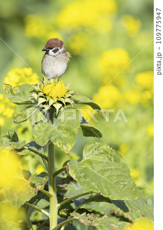 スズメ 109775947