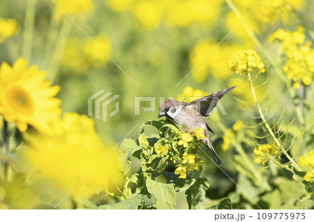 スズメ スズメ 109775975